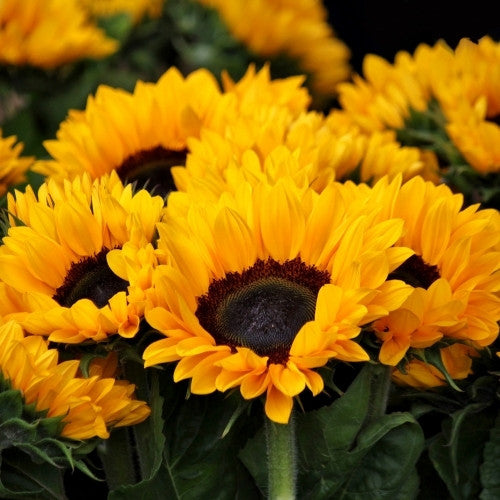 Huile de tournesol