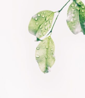 Crèmes hydratantes sans parfum plante