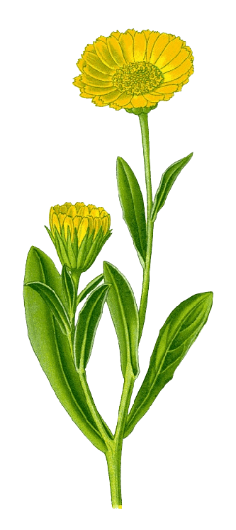 Calendula