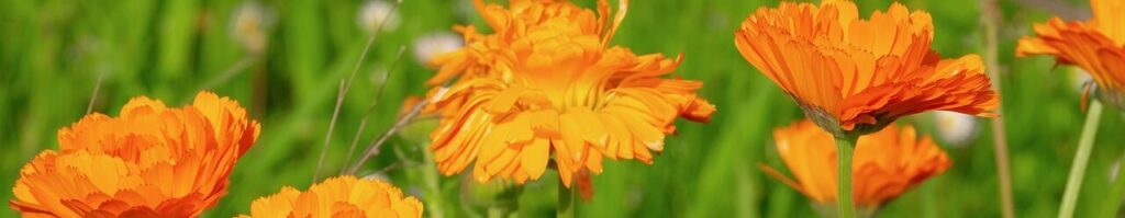 Calendula